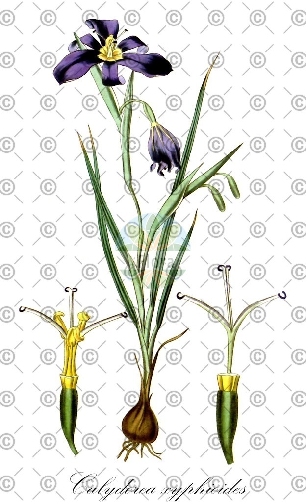HistAbb_wfo-0001177769_1_ENZY_Simple | Historische Abbildung von Calydorea xyphioides - Iridaceae | Historical Illustration of Calydorea xyphioides - Iridaceae