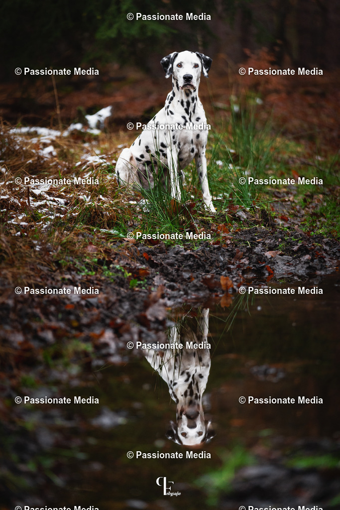 _DSC1558 | Passionate Media, dein Fotograf aus Brandenburg, Märkisch Oderland, im Bereich Motorsport, Autos und Motorräder sowie Events und auch Hunde. Shootings oder auch Eventbegleitungen können bei mir gebucht we