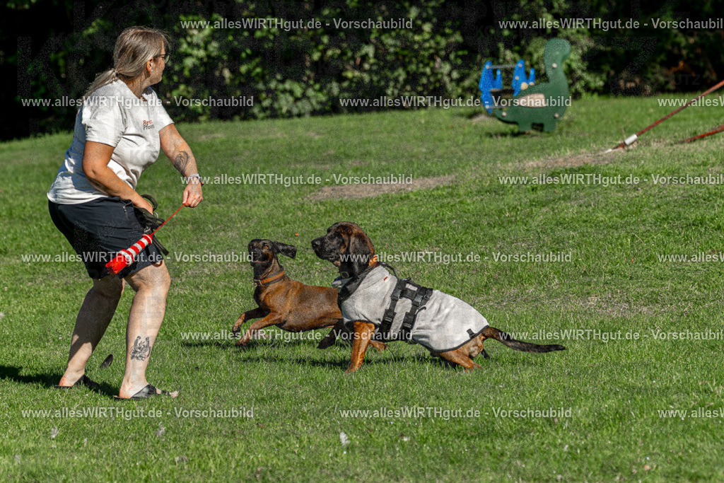 Hundeschwimmen_Volksbad_2026-allesWIRTHgut_Tierfotografie-2609061037-094726-7R509076 | Professionelle Tierfotografie in Mönchengladbach von Daniel Wirth (allesWIRTHgut). Liebevolle & natürliche Bilder von Hunden & Katzen für unvergessliche Erinnerungen.