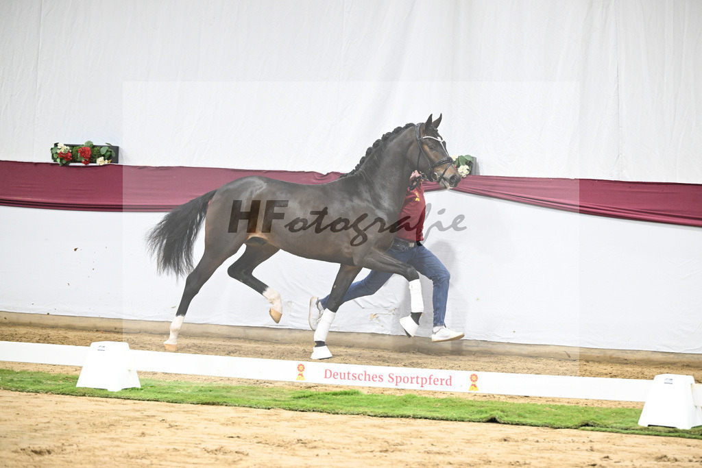 Kat-Nr. 53 Escanto PS x Dancier_Patrick Pongratz_47251968 | hf-fotografie - Realisiert mit Pictrs.com