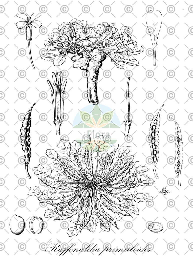 HistAbb_wfo-0000018590_1_ENZY_Simple | Historische Abbildung von Raffenaldia primuloides - Brassicaceae | Historical Illustration of Raffenaldia primuloides - Brassicaceae