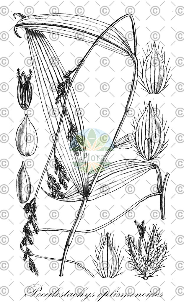 HistAbb_wfo-0000909649_1_ENZY_Simple | Historische Abbildung von Poecilostachys oplismenoides - Poaceae | Historical Illustration of Poecilostachys oplismenoides - Poaceae