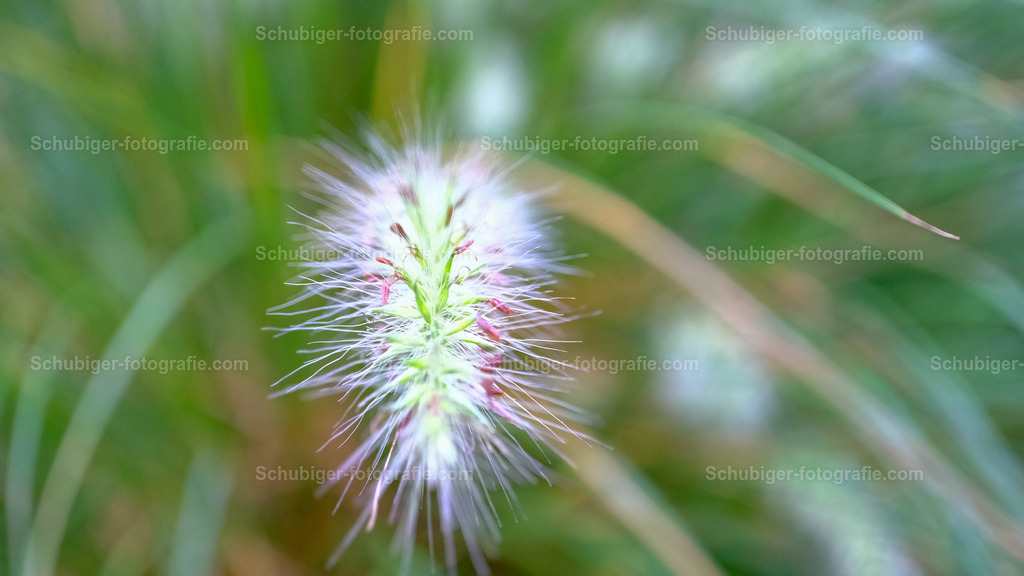 Lampenputzergras | Das Lampenputzergras, auch Federborstengras oder Australisches Lampenputzergras genannt, ist eine Art aus der Familie der Süßgräser. Wikipedia - Realisiert mit Pictrs.com