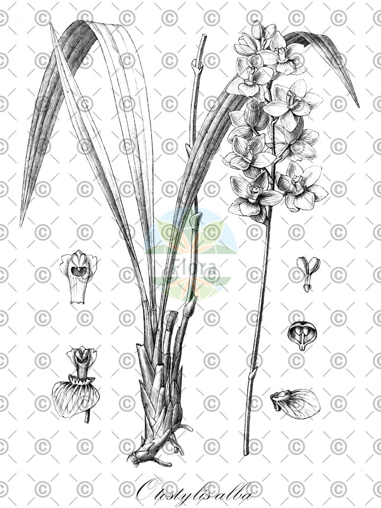 HistAbb_wfo-0001333375_1_ENZY_Simple | Historische Abbildung von Otostylis alba - Orchidaceae | Historical Illustration of Otostylis alba - Orchidaceae