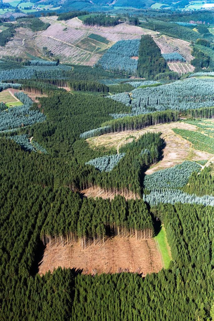 dr__0202784.jpg | SUNDERN (SAUERLAND) 07.09.2023 Forstgebiete in einem Waldgebiet in Sundern (Sauerland) im Sauerland im Bundesland Nordrhein-Westfalen, Deutschland. 