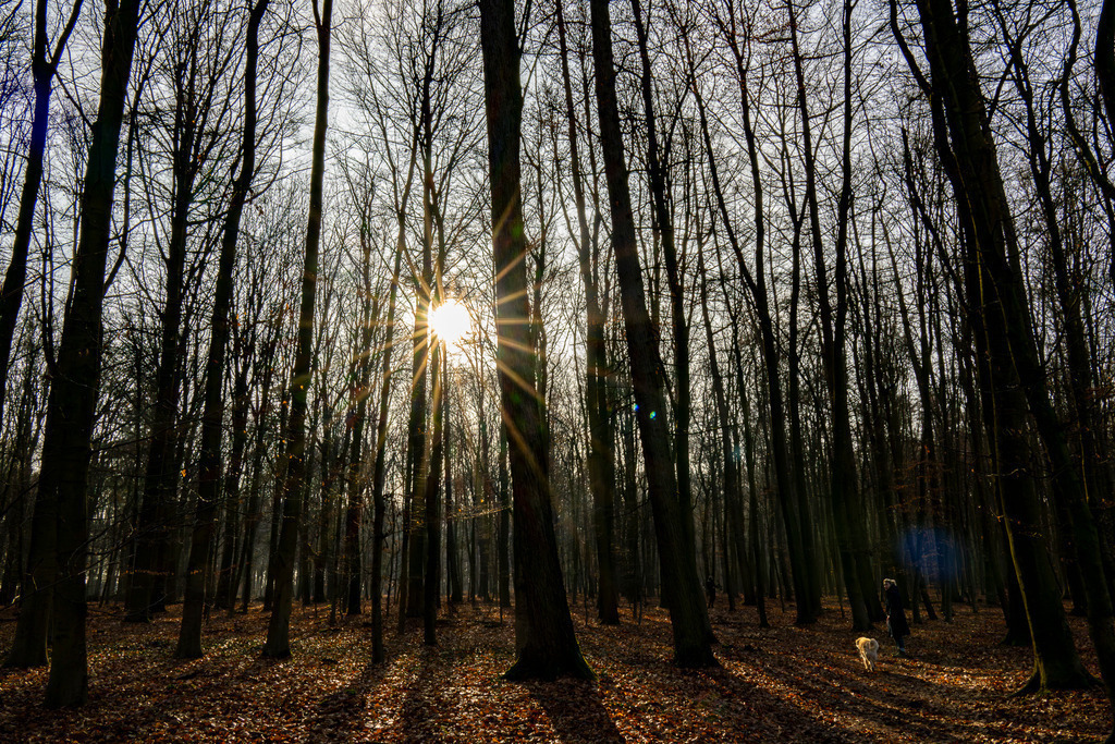 Winterwald | Das Bild fängt die stille, klare Atmosphäre eines winterlichen Laubwalds ein, in dem die Natur tief durchzuatmen scheint. Es ist ein Moment der Ruhe, geprägt durch das beeindruckende Zusammenspiel von Licht und Schatten. - Realisiert mit Pictrs.com