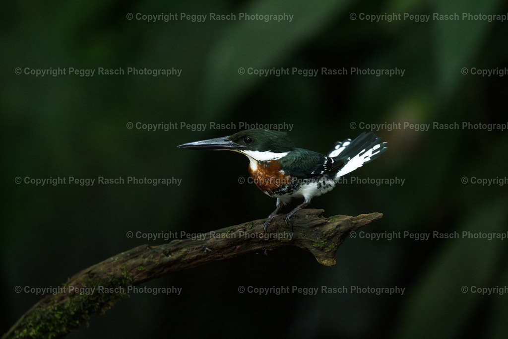 grüner Eisvogel | PeggyRaschPhotography - Realisiert mit Pictrs.com
