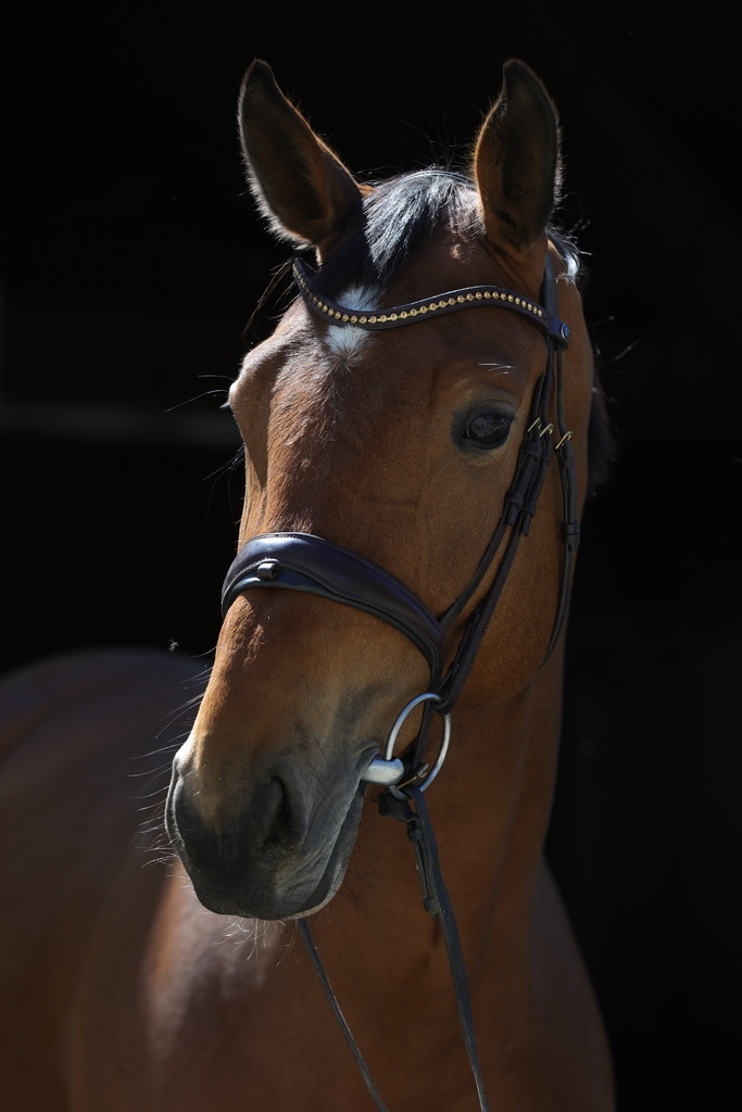 0P6A8915 | Willkommen bei Brunnmayr - Design & Fotografie – Ihrem Spezialisten für Reitturniere und Pferdeveranstaltungen in Oberösterreich, Salzburg und Bayern! Seit über 17 Jahren sind wir leidenschaftlich dabei.