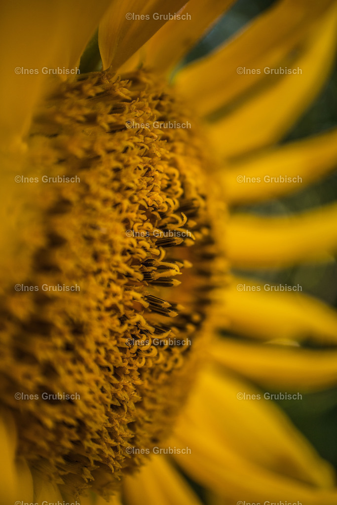 Sonnenblume | Lila Lubbenbomm - Artwork by Ines Grubisch - Realisiert mit Pictrs.com