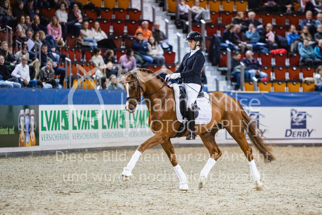 250108_Muenster_Hengstpräsentation-152 | Deine schönsten Turniermomente als professionelle Fotos! Entdecke hochwertige Pferdesport-Fotografie im Online-Shop. Jetzt Fotos finden & bestellen!
