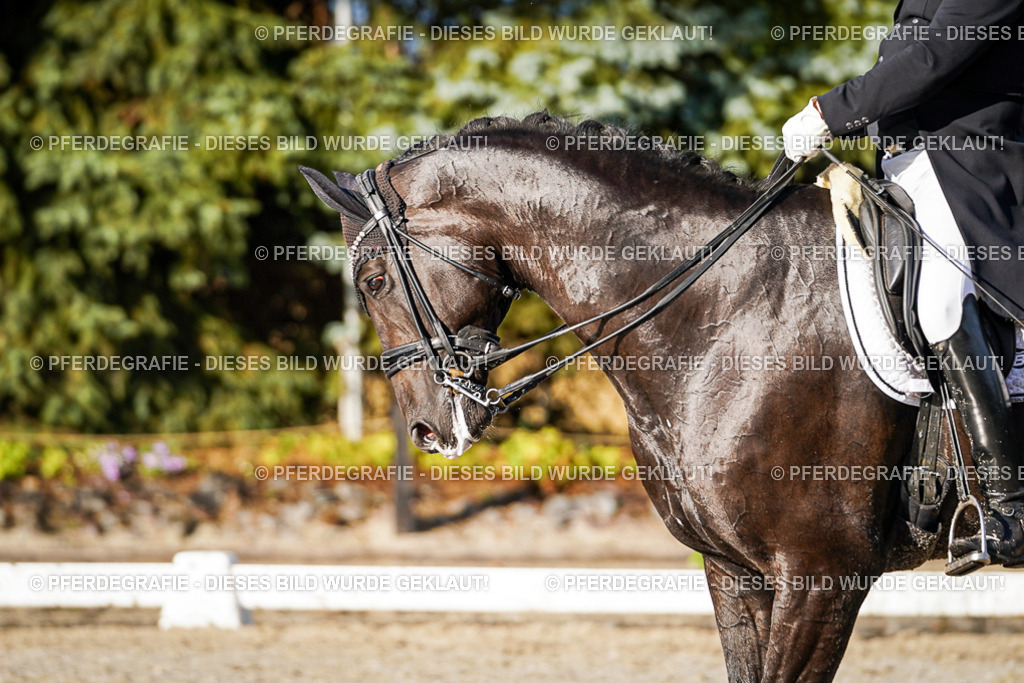 DSC00765 | Pferdegrafie