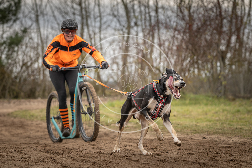 Pfotenfotografie_DV3A9747 | Hundefotografie, Tierfotograf, Pfotenfotografie, Fotoshooting Hund, Hunde Portrait, Hundesport, Hundeportraits, Heideshooting, Hunde, Sportfotograf, Hundefotograf, Turnierhundsport, THS,  - Realisiert mit Pictrs.com