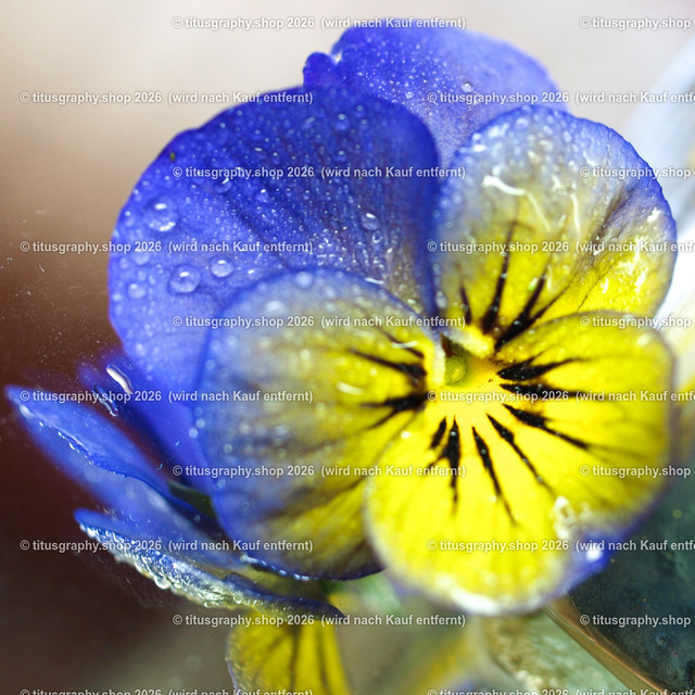 P4225897_edited | Fotokunstarbeit aus der INSTAGRAM-Gallerie auf titusgraphy.eu - Realisiert mit Pictrs.com