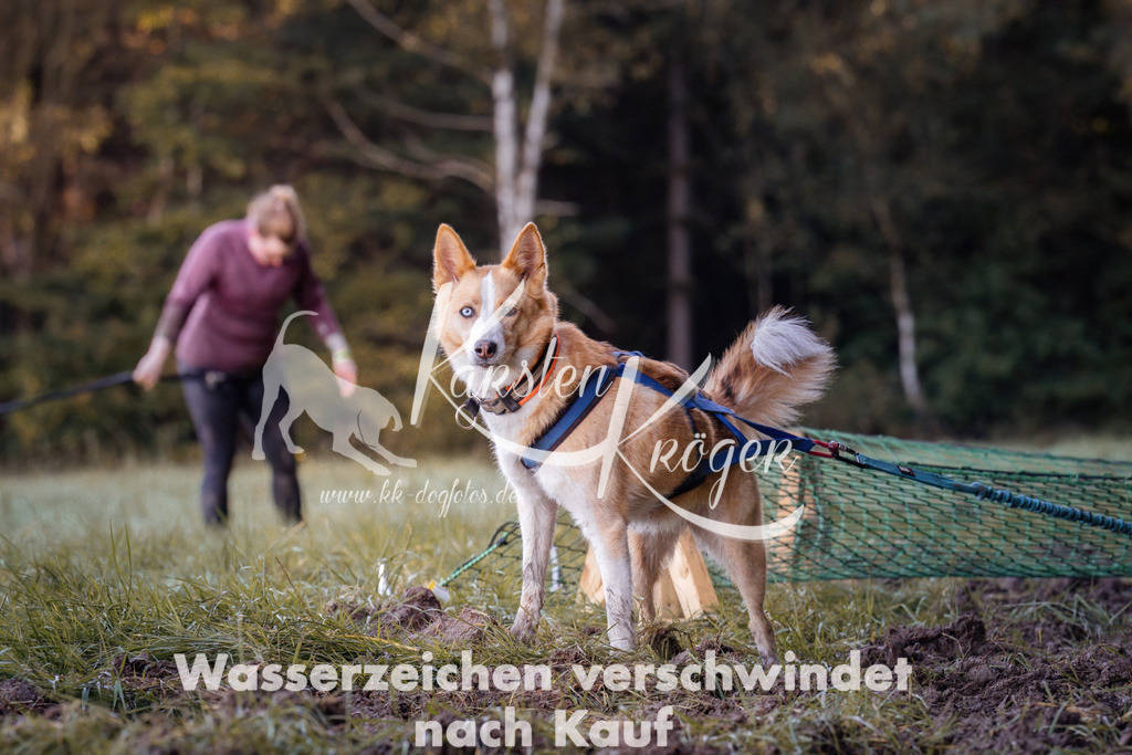 1028_ZZ91540 | kk-dogfotos