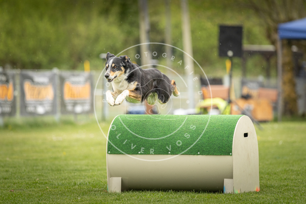 Pfotenfotografie_DV3A3371 | Hundefotografie, Tierfotograf, Pfotenfotografie, Fotoshooting Hund, Hunde Portrait, Hundesport, Hundeportraits, Heideshooting, Hunde, Sportfotograf, Hundefotograf, Turnierhundsport, THS,  - Realisiert mit Pictrs.com