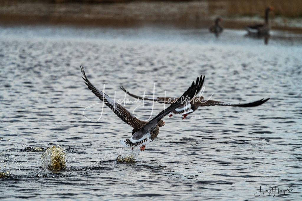 DSC01997 | Landschaftsfotografie, Naturfotografie - Realisiert mit Pictrs.com