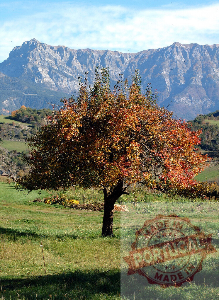 Autumn tree showing colorful fall foliage and mountains. Spain - Cantabria | Autumn tree stands in a green field with mountains under a blue sky - Realized with Pictrs.com