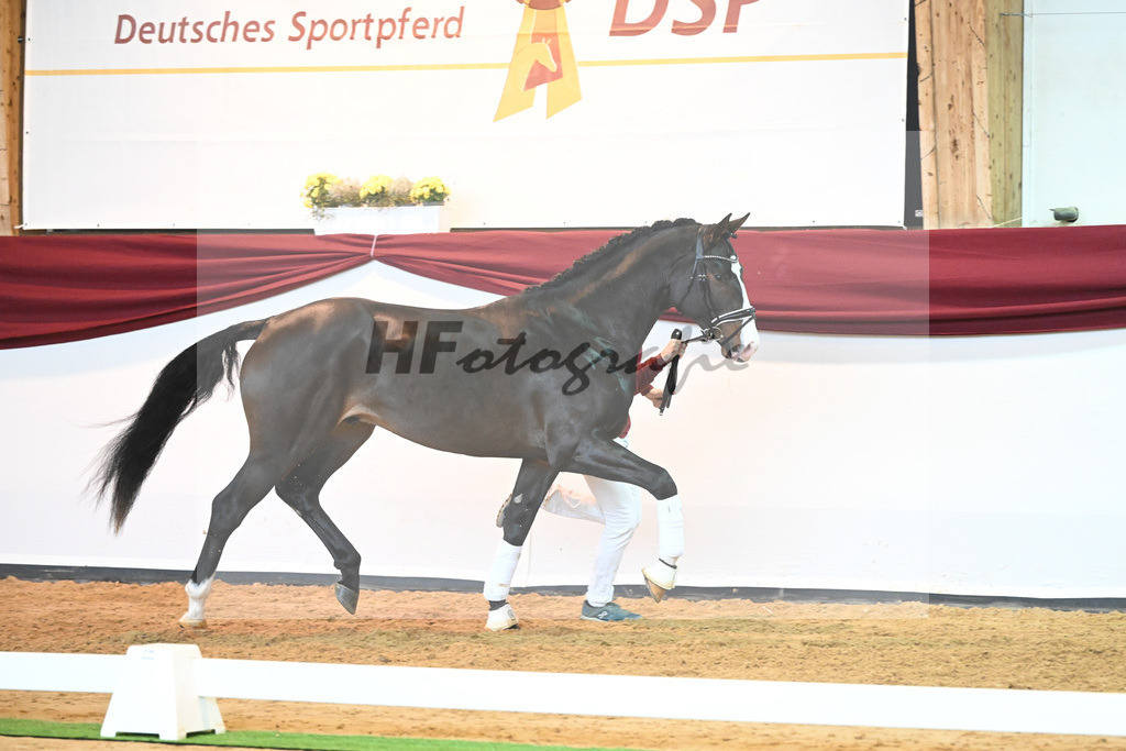 Kat-Nr. 47 v. Rivero II_Wanner_66222044 | hf-fotografie - Realisiert mit Pictrs.com