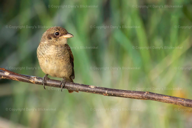 2022136 | Tierfotografie, Tierkalender, Tierbilder, Insekten, Spinnen, Vögel, Schmetterling, Libellen, Leinwand, Colorkey, Qualität, Geschenkartikel, Geschenk - Realisiert mit Pictrs.com