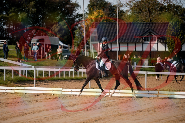 2026_10_03_Siefer-Hof_113244_Z63_19064162 | Professionelle Reitsport-, Turnier- und Eventfotografie von Robert Broda. Galerien mit ausgewählten und bearbeiteten Bildern direkt online ansehen und bestellen.