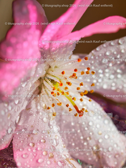titusgraphy_P4140397-vz-ln | titusgraphy-shop: Geschenkideen mit Qualitätsfotos. titusgraphy-shop: gift ideas with quality photos. titusgraphy-shop: idées cadeaux avec photos de qualité.  - Realisiert mit Pictrs.com