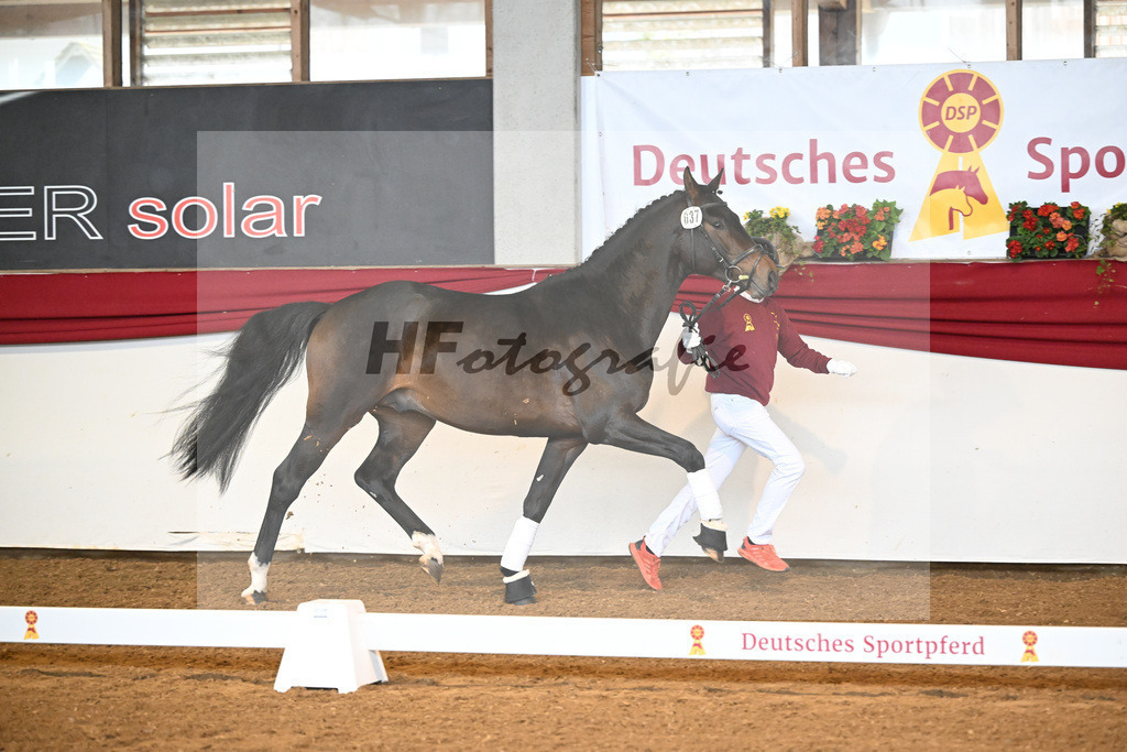 Kat-Nr. 37 Cayennes Cleverle v. Chubakko_ZG Fuell u Tiroke_16250050 | hf-fotografie - Realizzato con Pictrs.com