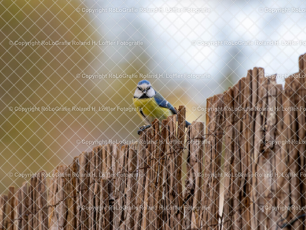 20240411_Vögel_RoLoGrafie-8 | Vogel im heimischen Garten - Realisiert mit Pictrs.com