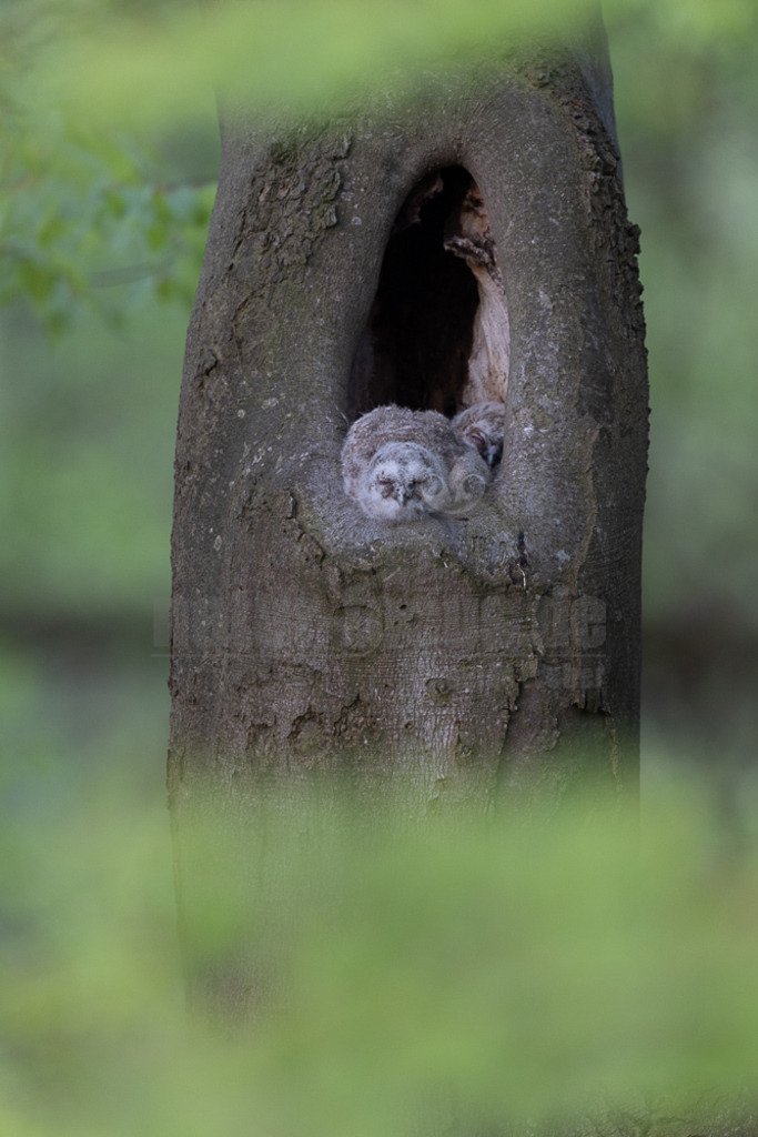 R5NF8526-20230430 | Der Ruf dieser Eulenart ist unverkennbar. Vor allem zur Balzzeit im Herbst und Spätwinter hören wir den unheimlich anmutenden Gesang der Waldkauzmännchen (Strix aluco). Dank seines dichten und samtartigen Gefieders und seiner kammartigen Flügelspitzen kann er nahezu lautlos auf Jagd gehen. Immer auf der Suche nach seiner bevorzugten Beute – Mäusen. - Realisiert mit Pictrs.com