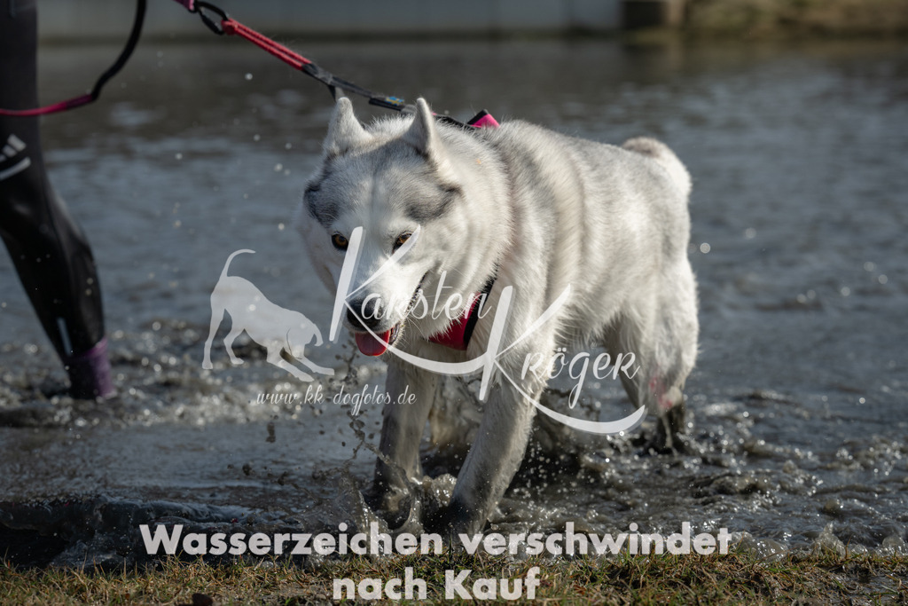 1232_ZZ90423 | kk-dogfotos