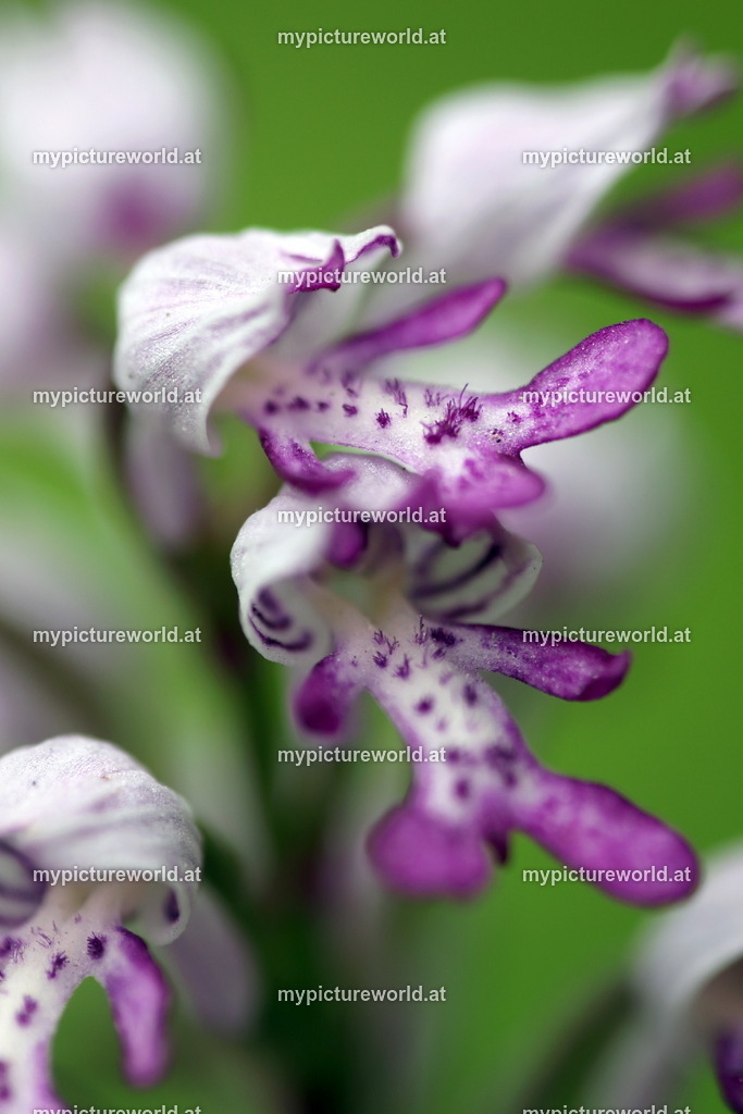 Helm-Knabenkraut-012 | Das Bilderarchiv über Tiere, Planzen und Landschaften. In der Bilddatenbank finden Sie ein große Auswahl an hochwertigen Bilder für Ihre Werbung - Realisiert mit Pictrs.com