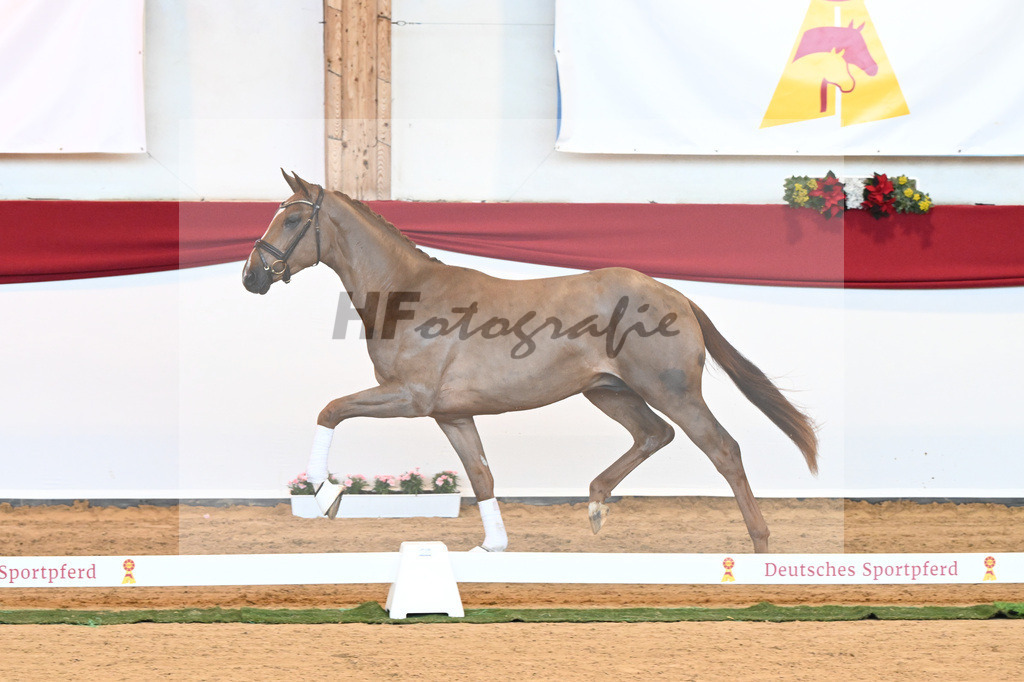 Kat-Nr. 18 D cinzano x Frenchman II_Heinrich_43230209 | hf-fotografie - Realisiert mit Pictrs.com