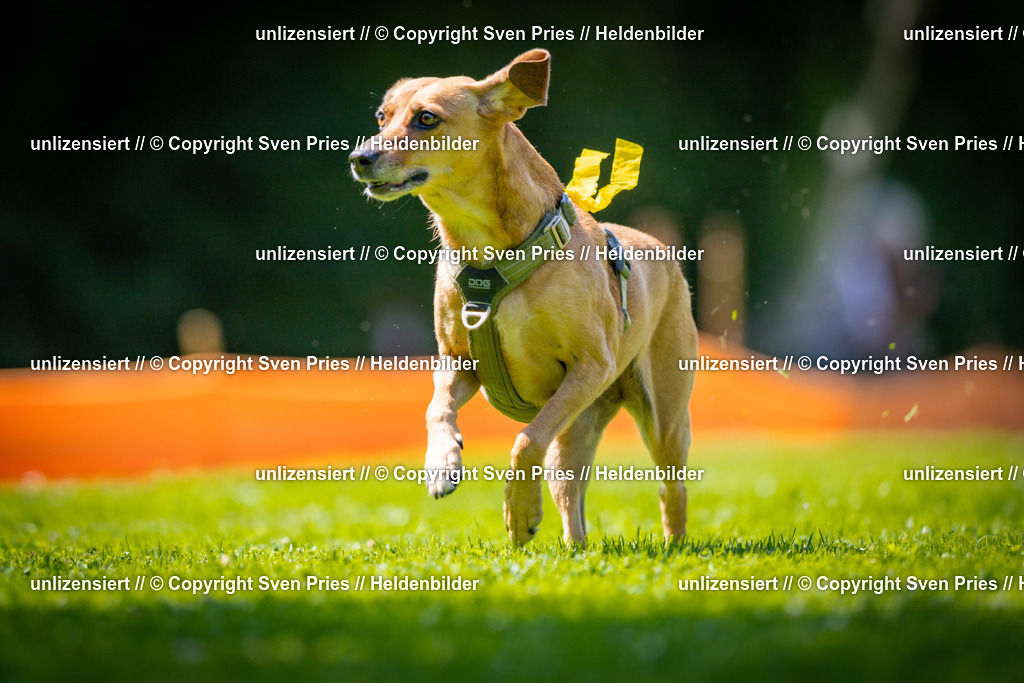 Sven Pries | 2025-08-10 - Hunderennen Durlach - Realisiert mit Pictrs.com