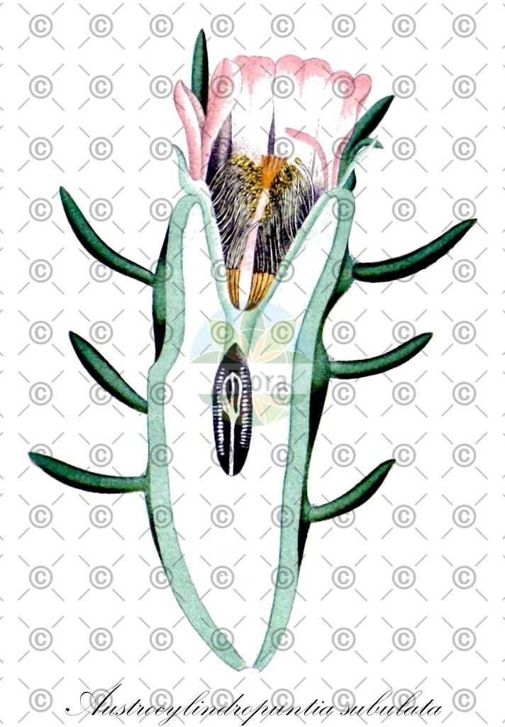 HistAbb_wfo-0000922825_1_ENZY_Simple | Historische Abbildung von Austrocylindropuntia subulata - Cactaceae | Historical Illustration of Austrocylindropuntia subulata - Cactaceae