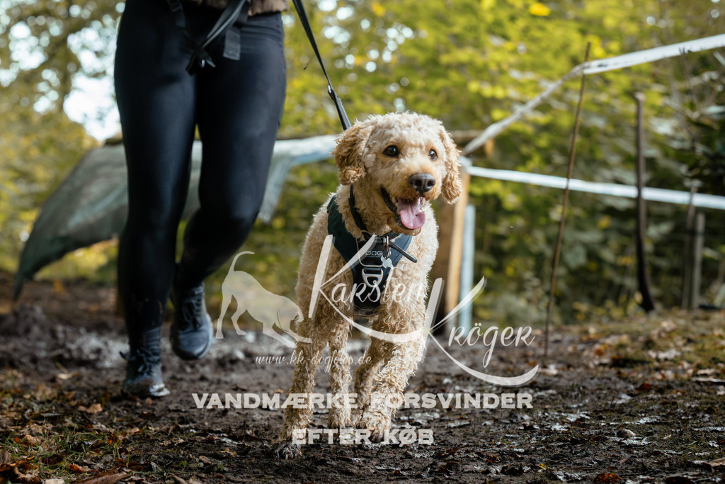 1419DZ6_1643Z6 | kk-dogfotos