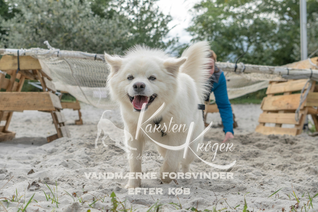 1137_ZZ98467 | kk-dogfotos