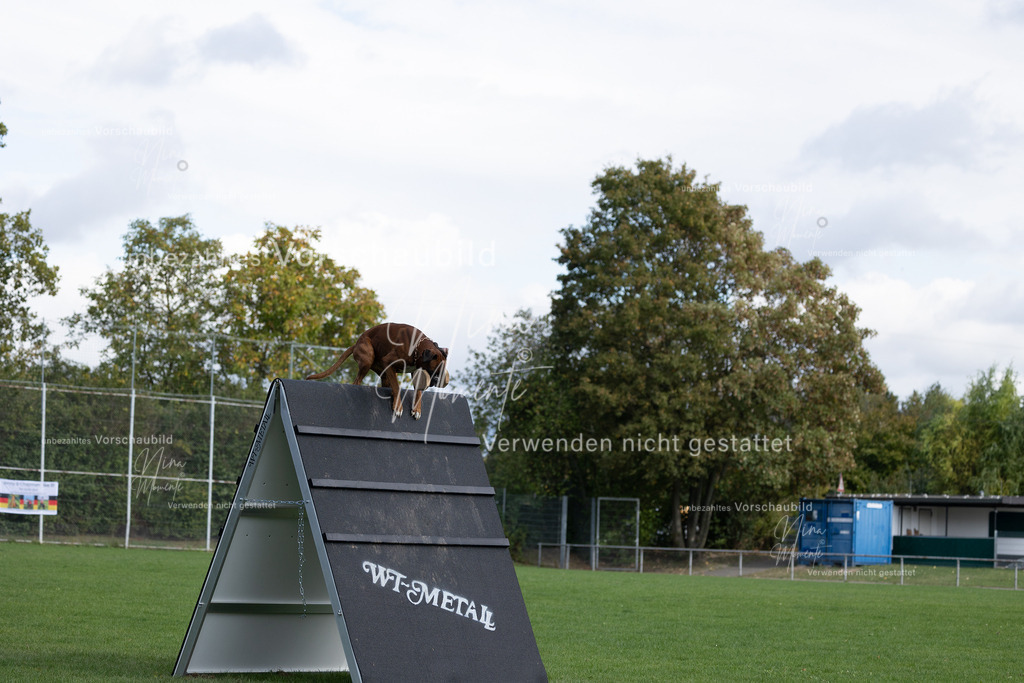 _16A6785 | Einzigartige Fotos von Hunden & Menschen –Actionfotos, Portraits, Vereinsaufnahmen & Paarshootings – authentisch, lebendig & mit Herz.