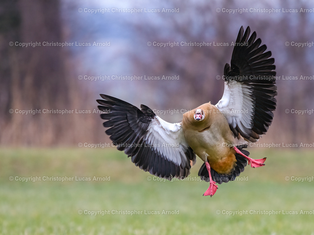 Nilgans | bildkomponist - Realisiert mit Pictrs.com