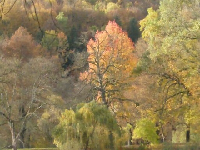herbststimmung-im-greizer-park3 | Verkauf von Fotos und  Videoclips zumThema Natur.Motive sind Pflanzen, Tiere, Landschaftenund Wetter - Realisiert mit Pictrs.com