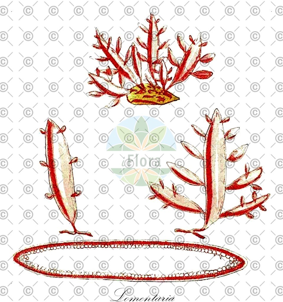 HistAbb_62XQ2_6_ENZY_Simple | Historische Abbildung von Lomentaria - Lomentariaceae (0) | Historical Illustration of Lomentaria - Lomentariaceae (0)