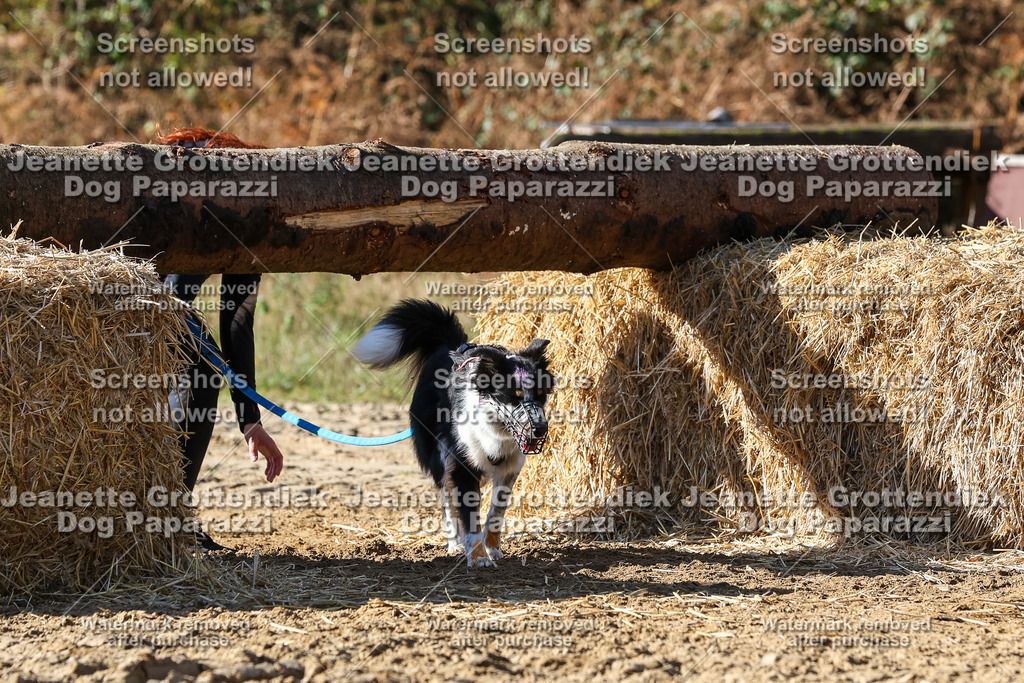 Dog Paparazzi - Strongdog 10-25-4754 | Dog Paparazzi Jeanette Grottendiek Fotografie & Videografie - Realisiert mit Pictrs.com