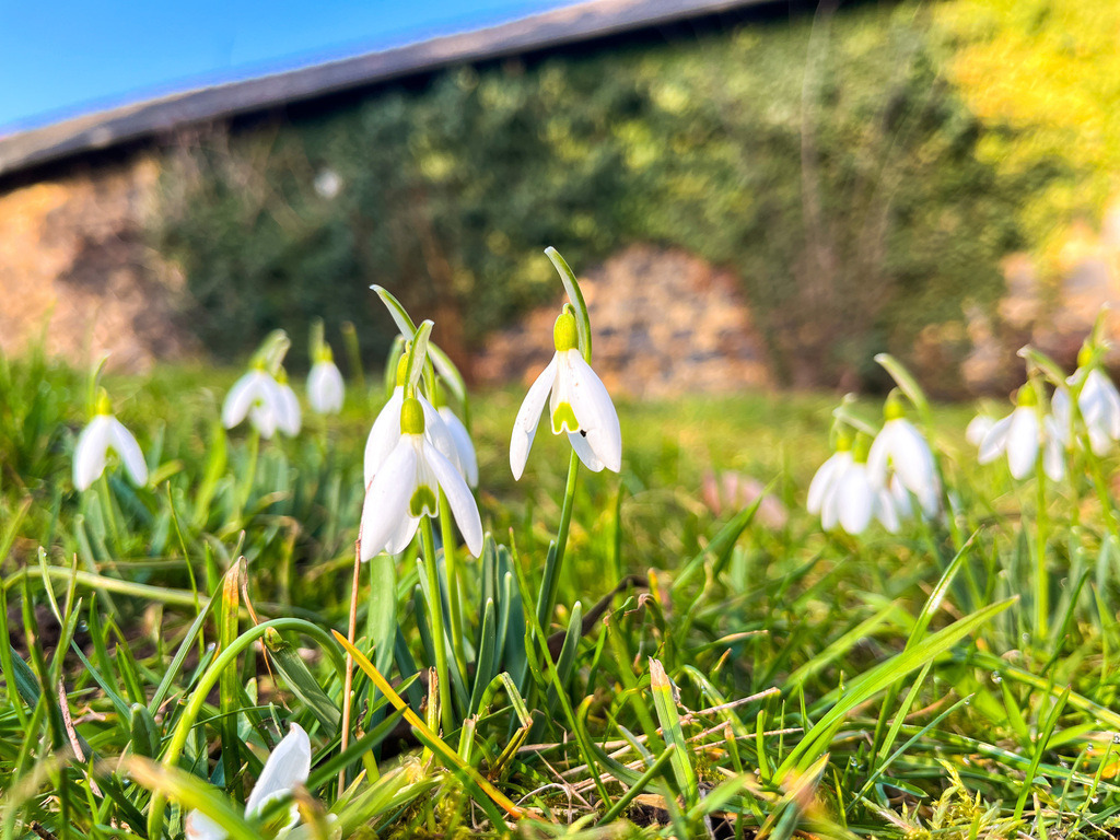 Die Gartenschule - Wenings | In der kleinen Schule von Wenings werden nicht nur Kinder ausgebildet. Im angrenzenden Schulgarten bilden andere Sprösslinge ihre eigenen Klassen. Sie sitzen in kleinen Gruppen zusammen und recken ihre Stängel wie wissbegierige Kinderhände in die Höhe. - Realisiert mit Pictrs.com