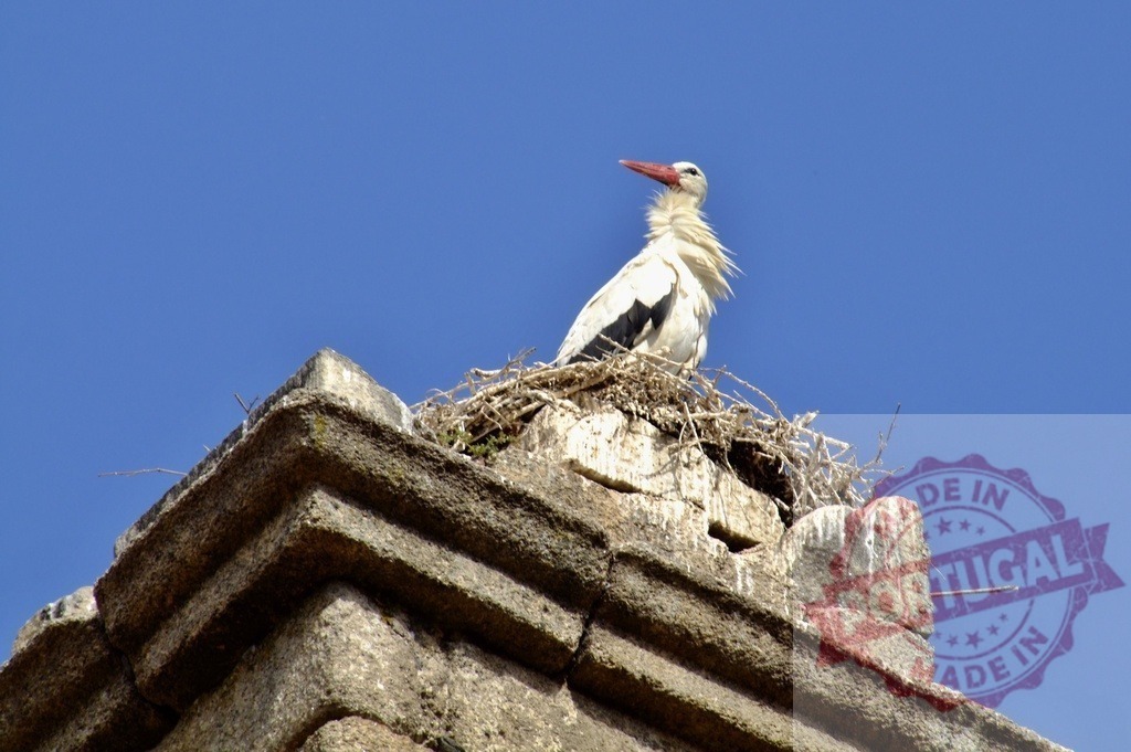 White stork nesting on old stone wall top | White stork standing in its nest on a historic building against a clear blue sky - Realisiert mit Pictrs.com