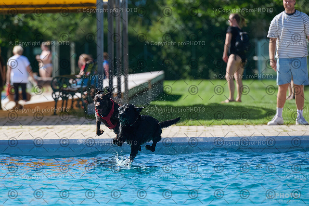 131_202509_4Hundebadetag_NZ9_2535 | proPHOTO - Realisiert mit Pictrs.com