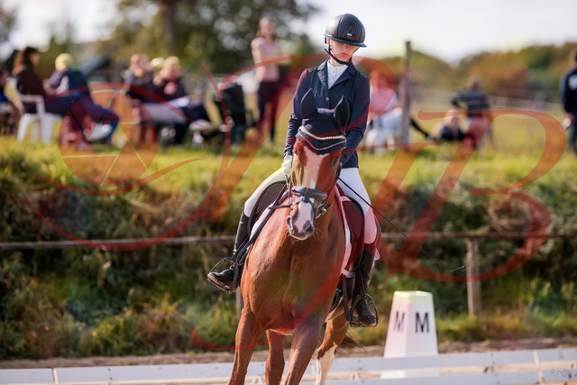 2026_10_03_Siefer-Hof_123413_Z81_31935334 | Professionelle Reitsport-, Turnier- und Eventfotografie von Robert Broda. Galerien mit ausgewählten und bearbeiteten Bildern direkt online ansehen und bestellen.