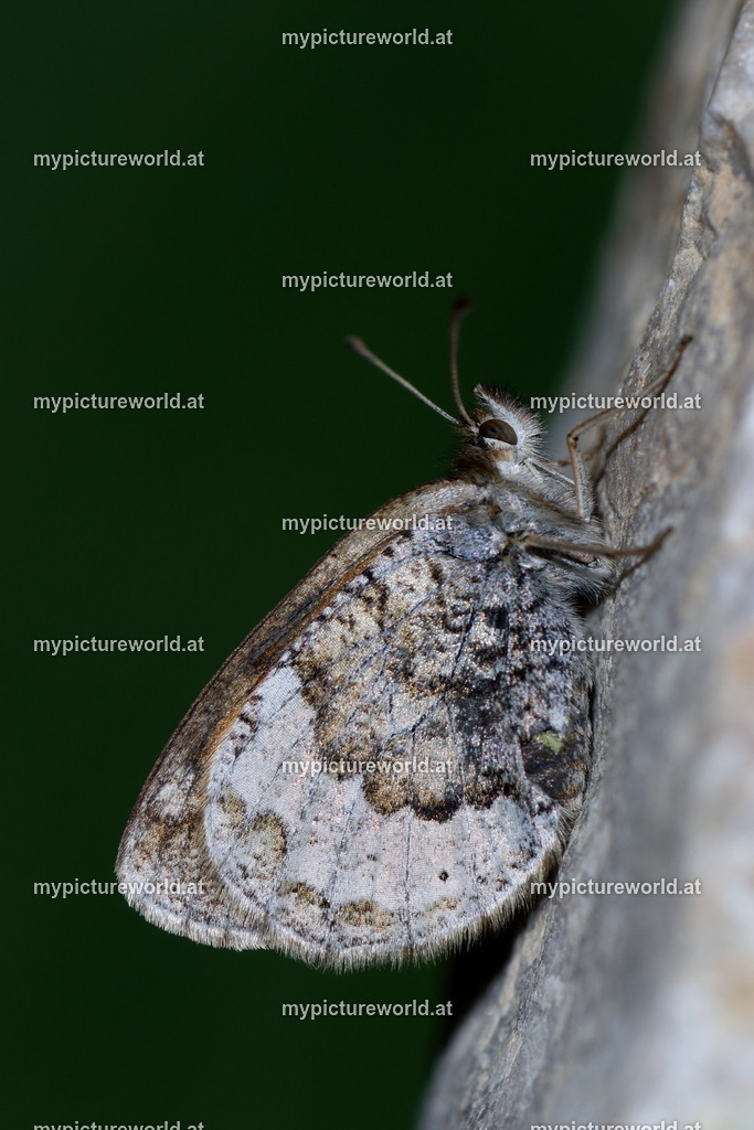 Erebia calcaria-004 | Das Bilderarchiv über Tiere, Planzen und Landschaften. In der Bilddatenbank finden Sie ein große Auswahl an hochwertigen Bilder für Ihre Werbung - Realisiert mit Pictrs.com