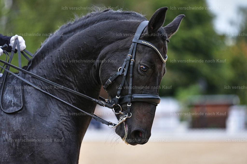04_1-118-Dressur M__ -Marixx-2729 | working equitationturnier fotograf videograf stoibphotography marixx film working equitation deutschland reitsport turnierfotografie eventfotografie equestrian events