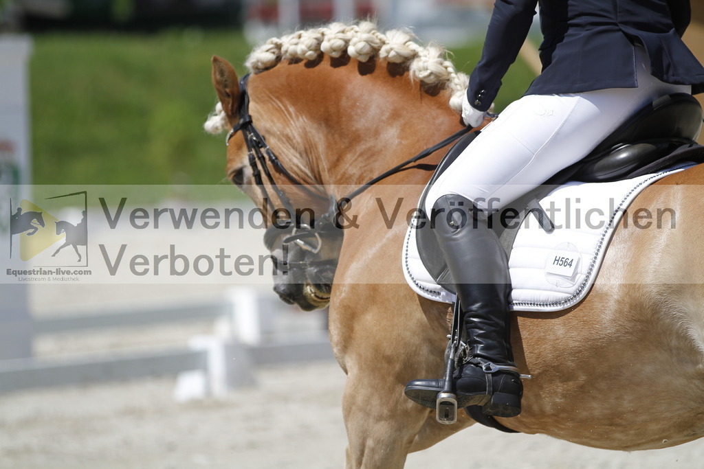 _MG_5268 | equestrian-live-com