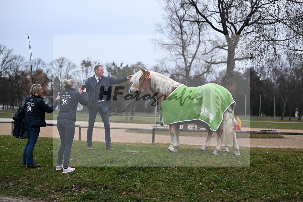 Kat-Nr. 2 nn v. Belantis_Kat-Nr. 25 Bandit v. Barios_Haflingergestuet Meura_48251831 | hf-fotografie - Realisiert mit Pictrs.com