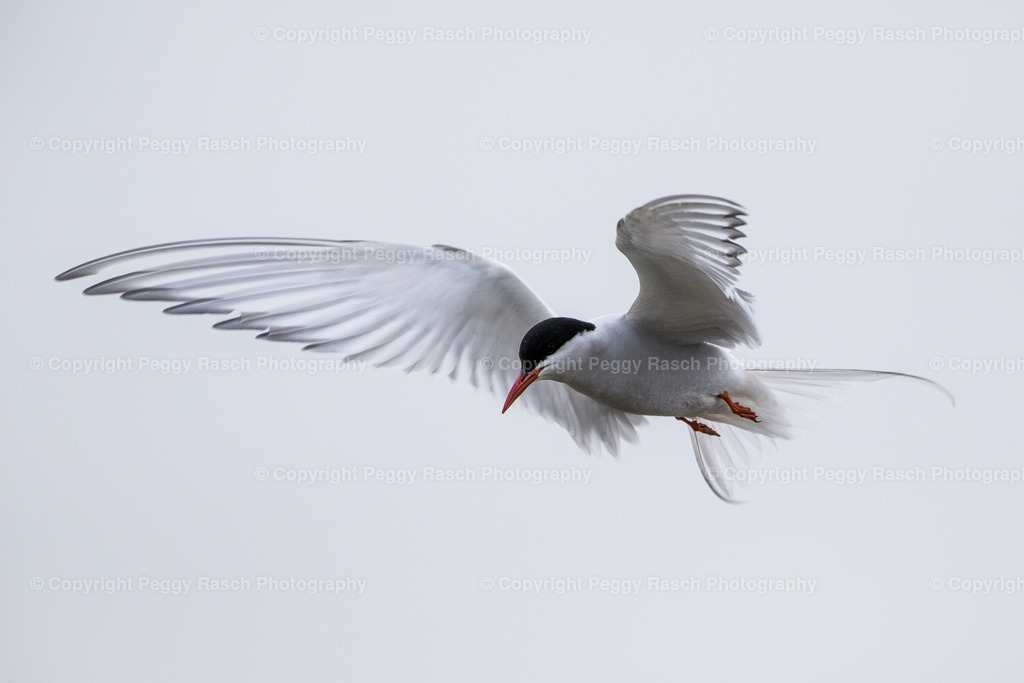 Küstenseeschwalbe | Küstenseeschwalbe - Realisiert mit Pictrs.com