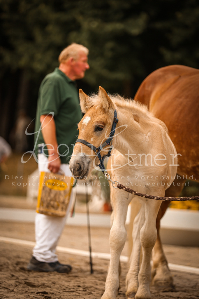 SaSF00116 | Leoni Ertmer Photography - Realisiert mit Pictrs.com